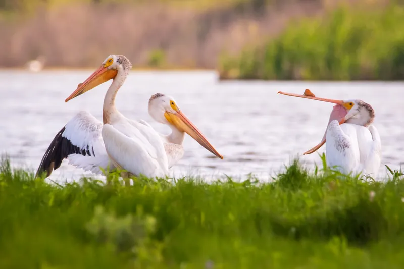 Pelican squabble, Horicon Marsh. 2019.